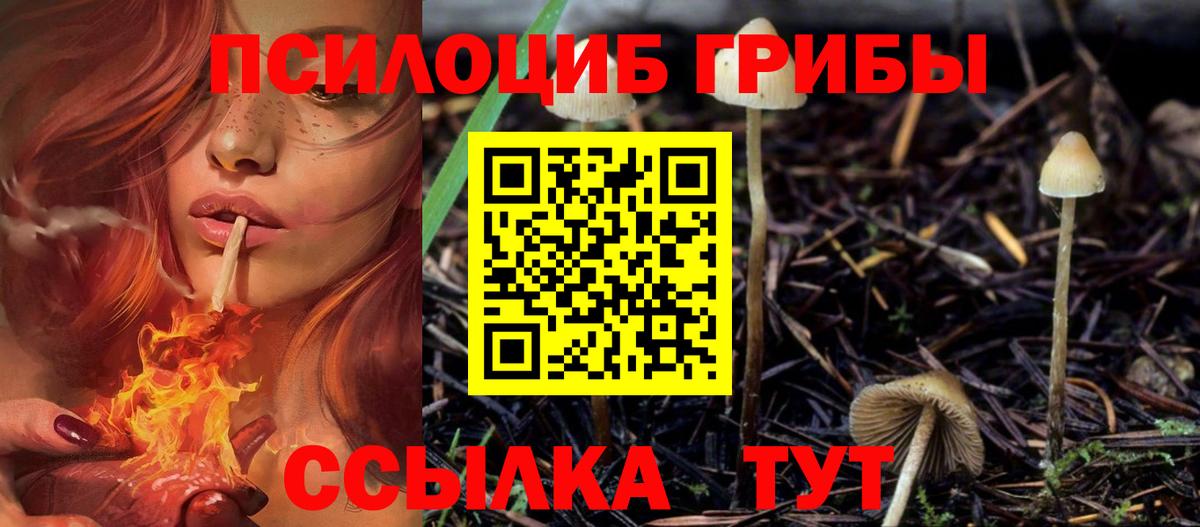 Галлюциногенные грибы Psilocybe Назрань